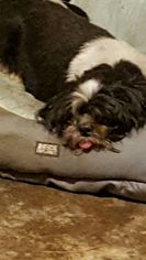Shih Tzu Dogs for adoption in Conway, AR, USA