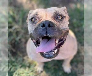 Bulldog Dogs for adoption in Modesto, CA, USA