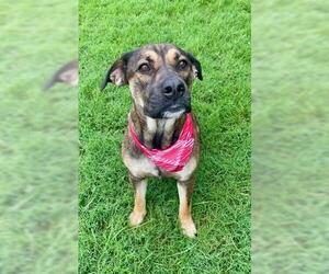 American Bandogge mastiff Dogs for adoption in Tulsa, OK, USA