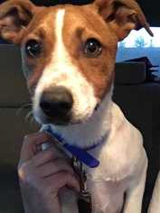 Rat Terrier Dogs for adoption in Boston, MA, USA