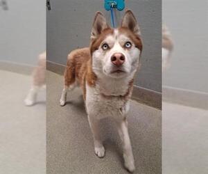 Siberian Husky-Unknown Mix Dogs for adoption in Las Vegas, NV, USA