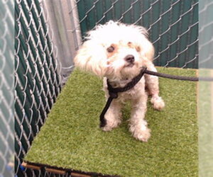 Poodle (Miniature)-Unknown Mix Dogs for adoption in Downey, CA, USA