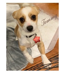 Chihuahua Dogs for adoption in Princeton, British Columbia, Canada