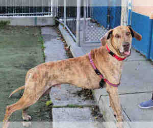 Great Dane Dogs for adoption in San Francisco, CA, USA