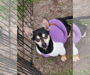 Chihuahua-Unknown Mix Dogs for adoption in Dunnellon, FL, USA