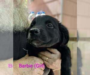 Beago Dogs for adoption in Aurora, IN, USA