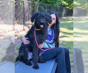 Labrador Retriever-Unknown Mix Dogs for adoption in New York, NY, USA