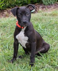 Boxador Dogs for adoption in Alpharetta, GA, USA