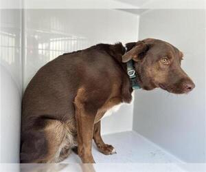 Labrador Retriever-Unknown Mix Dogs for adoption in Houston, TX, USA