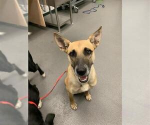 German Shepherd Dog-Unknown Mix Dogs for adoption in Corpus Christi, TX, USA