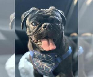 Pug Dogs for adoption in Des Moines, IA, USA