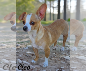 Chihuahua Dogs for adoption in Phelan, CA, USA