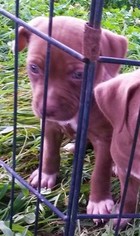 Small Labrador Retriever-Staffordshire Bull Terrier Mix