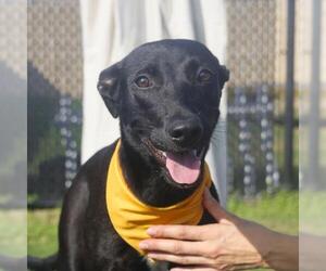 Labrador Retriever-Unknown Mix Dogs for adoption in San Antonio, TX, USA