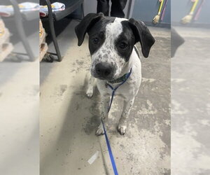 American Pit Bull Terrier-Unknown Mix Dogs for adoption in Tallahassee, FL, USA