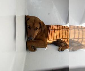 Rhodesian Ridgeback Dogs for adoption in Houston, TX, USA