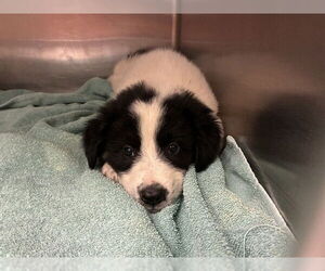 Saint Bernard-Unknown Mix Dogs for adoption in Rancho Cucamonga, CA, USA