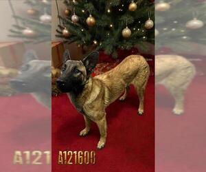 Mutt Dogs for adoption in HESPERIA, CA, USA