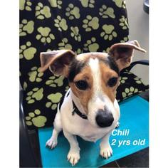 Jack Russell Terrier Dogs for adoption in St. George, UT, USA