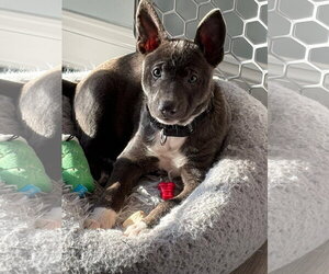 Mutt Dogs for adoption in Oakhurst, NJ, USA