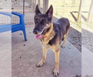 German Shepherd Dog Dogs for adoption in Sacramento, CA, USA