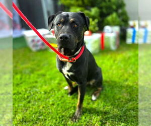 Rottweiler-Staffordshire Bull Terrier Mix Dogs for adoption in Long Beach, CA, USA