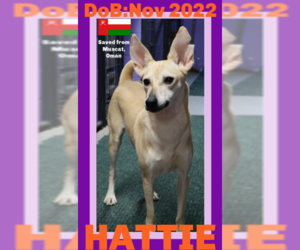 Saluki-Whippet Mix Dogs for adoption in Sebec, ME, USA