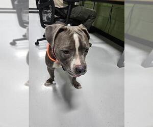 Staffordshire Bull Terrier Dogs for adoption in Temple, TX, USA