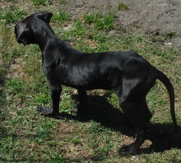Great Dane Dogs for adoption in Commerce, GA, USA