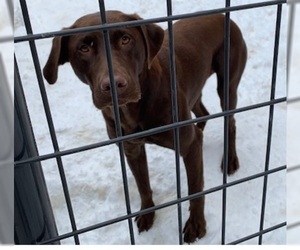 Labrador Retriever Dogs for adoption in Frisco, CO, USA