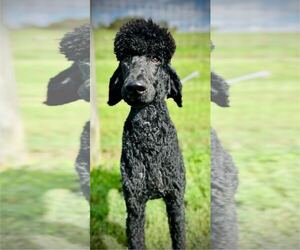 Poodle (Standard) Dogs for adoption in Pacolet, SC, USA