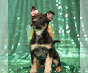 Siberian Husky-Unknown Mix Dogs for adoption in Murfreesboro, TN, USA