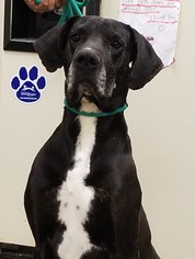 Great Dane Dogs for adoption in Amarillo, TX, USA