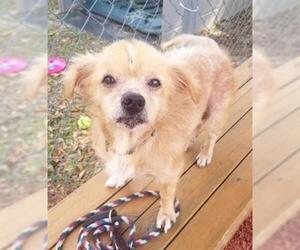 Chihuahua Dogs for adoption in Green Cove Springs, FL, USA