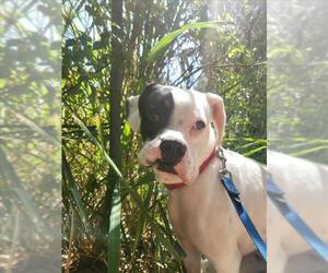 Bull-Boxer Dogs for adoption in Palmetto, FL, USA