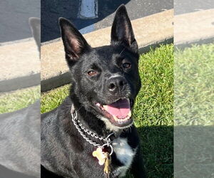 American Staffordshire Terrier-Unknown Mix Dogs for adoption in Lake Forest, CA, USA