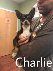 Medium Photo #1 Chiweenie Puppy For Sale in Aurora, CO, USA