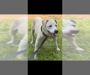 Labrador Retriever-Unknown Mix Dogs for adoption in Palmetto, FL, USA