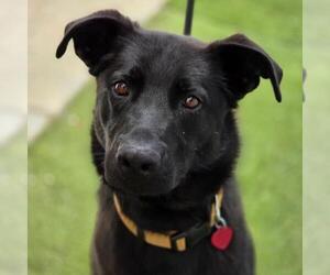 Labrador Retriever-Unknown Mix Dogs for adoption in San Diego, CA, USA