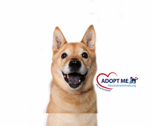 Shiba Inu Dogs for adoption in Alexandria, VA, USA