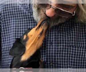 Dachshund Dogs for adoption in Lewisburg, TN, USA