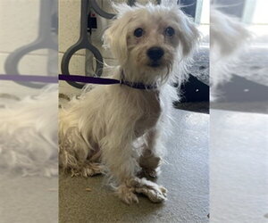 Maltese Dogs for adoption in San Bernardino, CA, USA