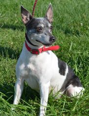 Rat Terrier Dogs for adoption in Trenton, MO, USA