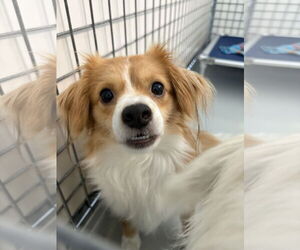 Spaniel-Unknown Mix Dogs for adoption in Chico, CA, USA
