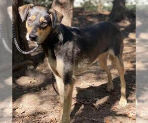 German Shepherd Dog Dogs for adoption in Denison, TX, USA
