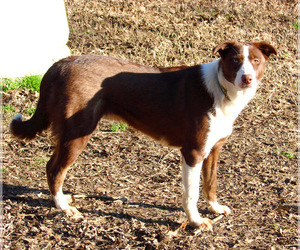 Small Australian Shepherd Mix