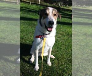 Great Pyrenees-Unknown Mix Dogs for adoption in Penngrove, CA, USA