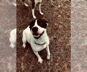 Boxer-Pointer Mix Dogs for adoption in Columbus, NC, USA