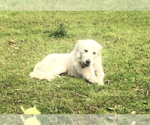 Medium Photo #1 Great Pyrenees Puppy For Sale in fort worth, TX, USA