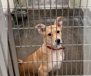 Mutt Dogs for adoption in Upland, CA, USA